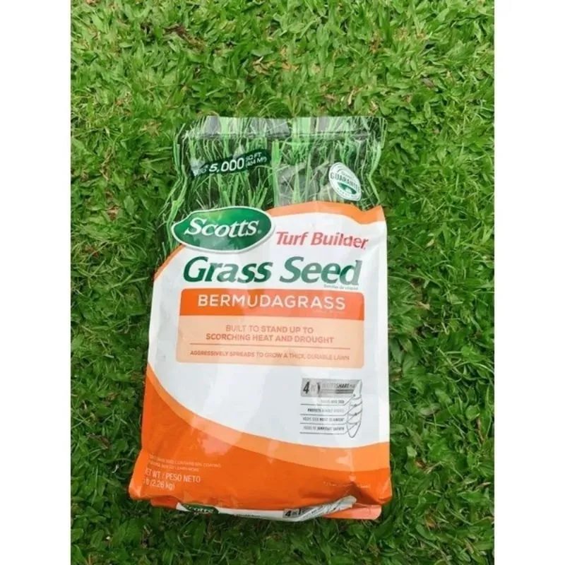 jual benih bermuda grass_1